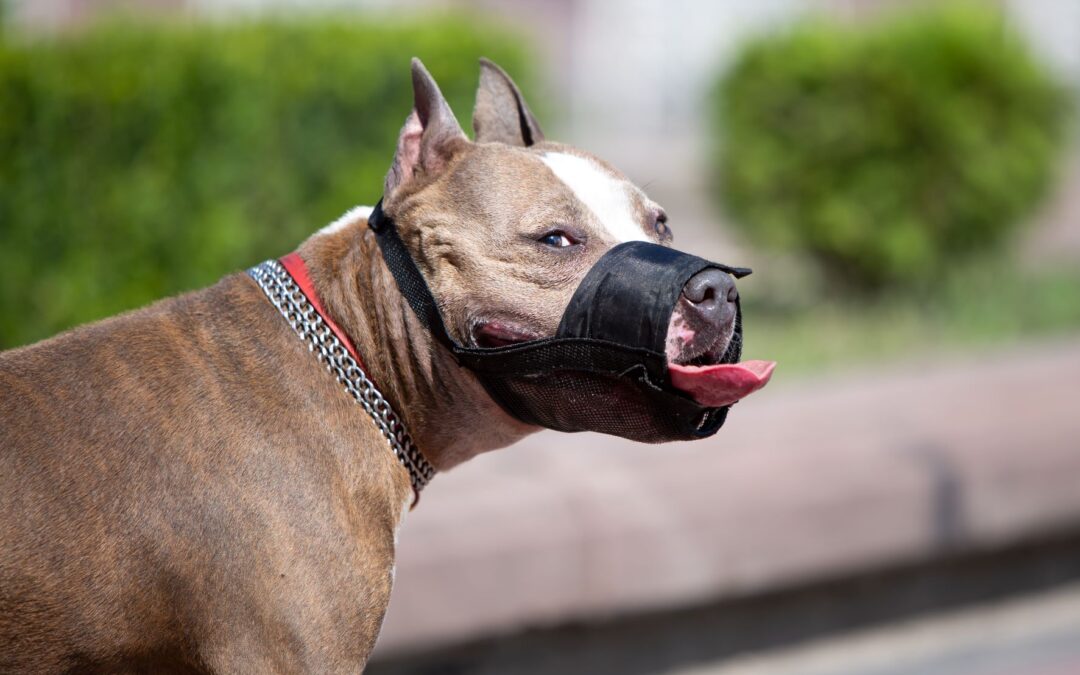 Dog Aggression…And How To Manage It