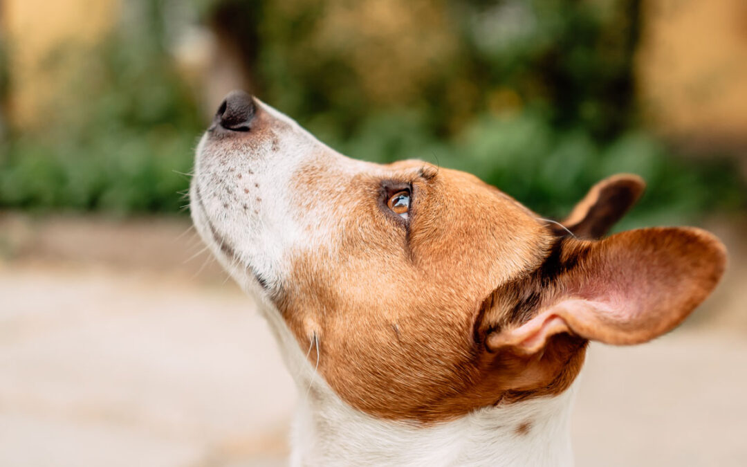 Teaching The Art of Attention