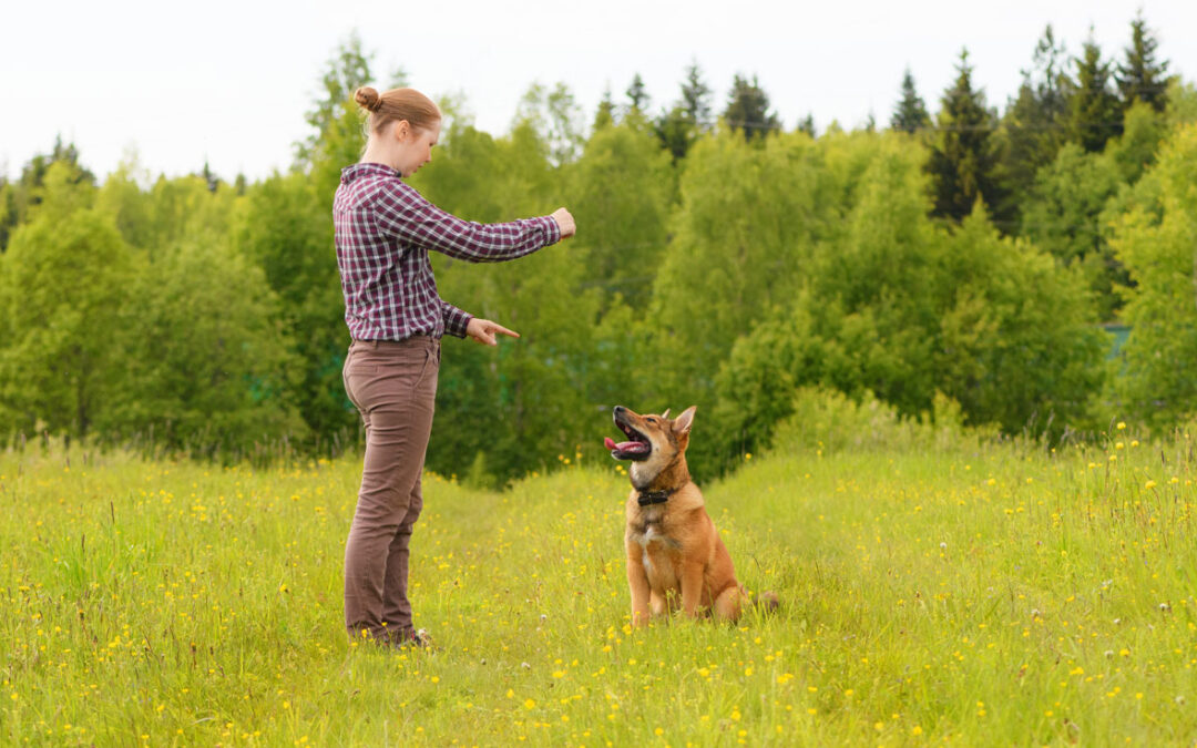 Handling A Dominant Dog
