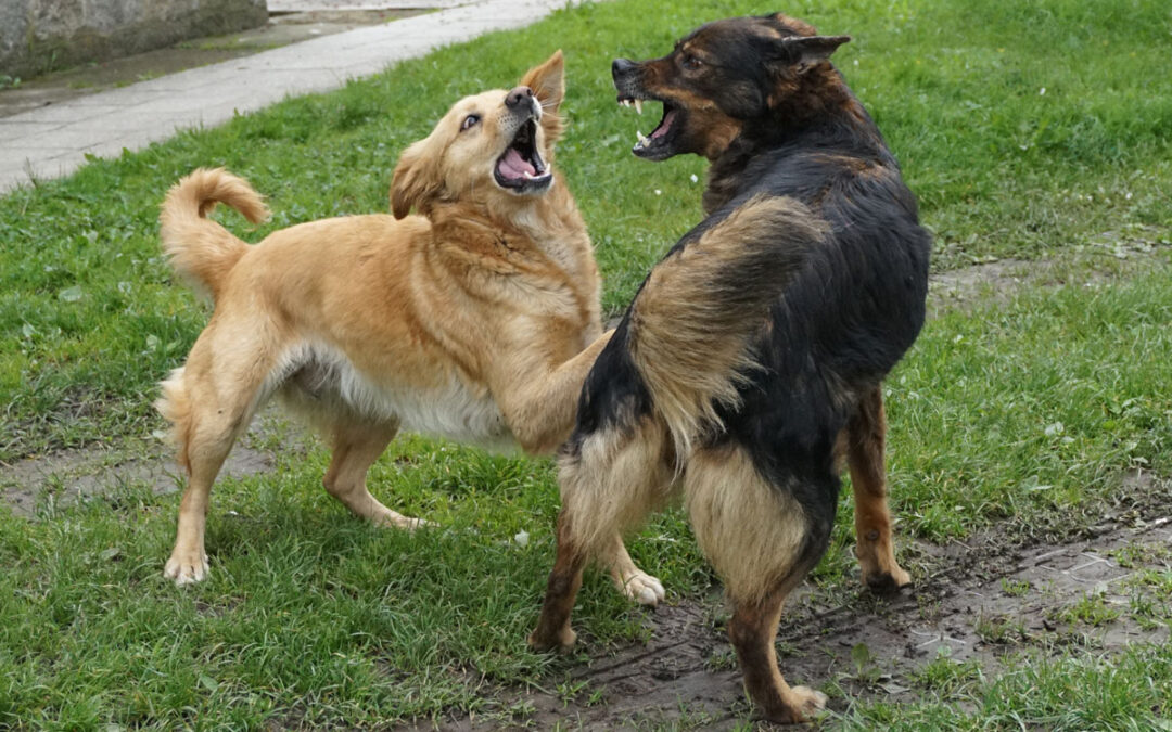 How to Break Up a Dog Fight